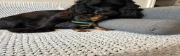 Cocker Spaniel dogs for sale: Outstanding Quality Puppies- Cocker Spaniel  - Advert 11