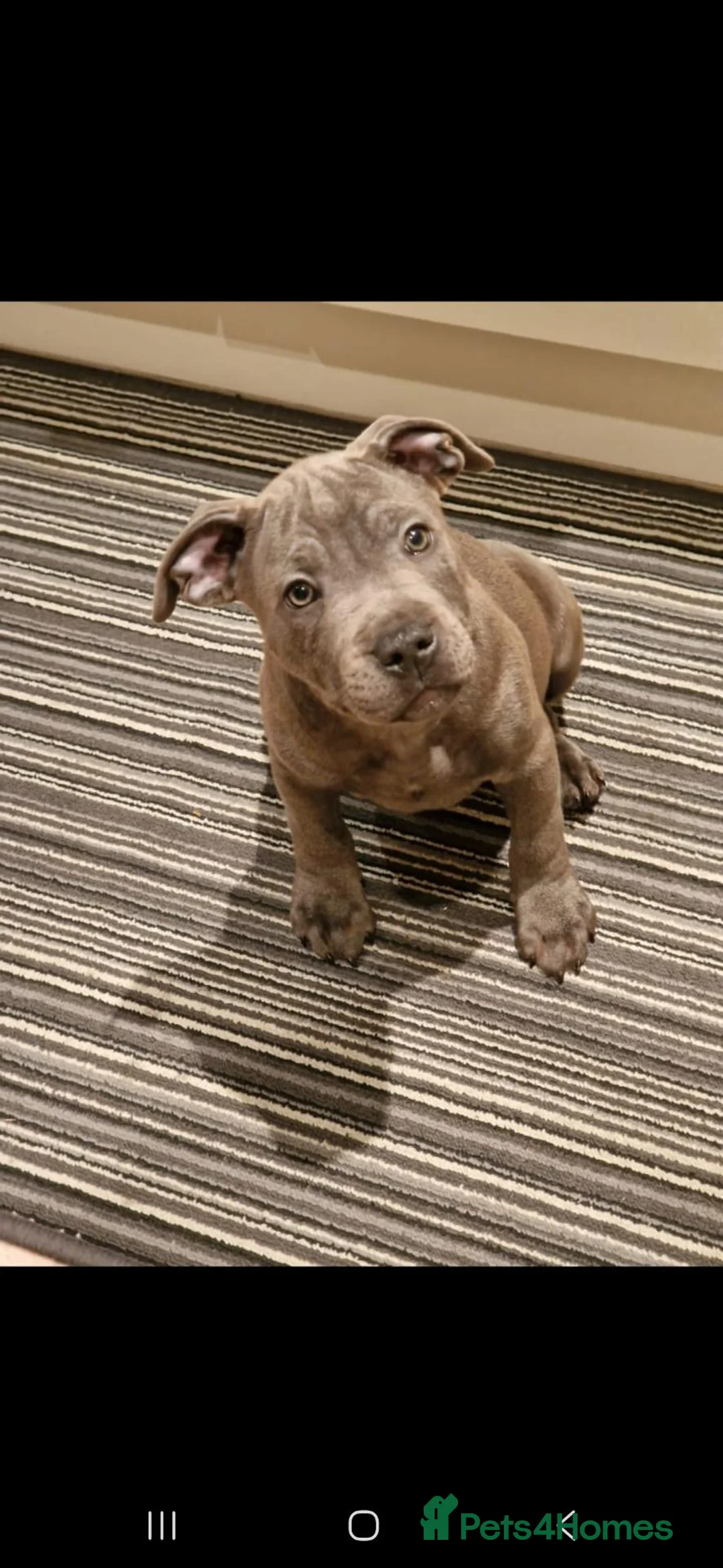 Staffordshire Bull Terrier dogs for stud: Gorgeous Blue Staffy ready for Studding in Holmfirth - Advert 11