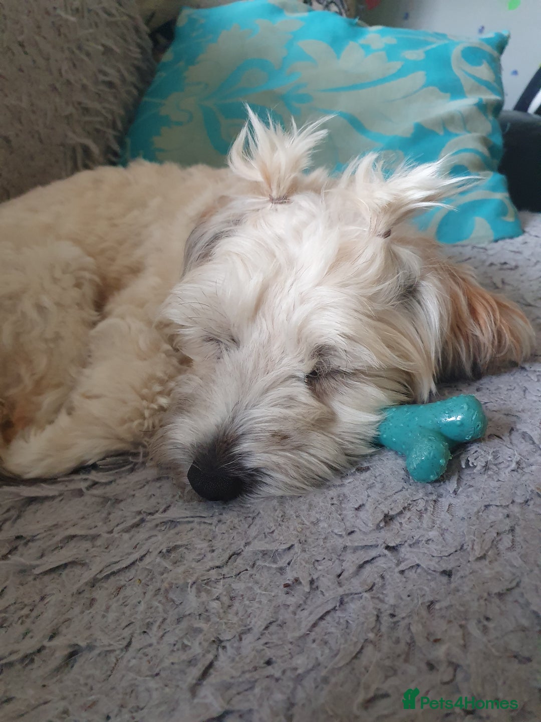 Mixed Breed dogs for sale: Free to a good home  - Image 1