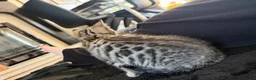 Bengal cats for sale: Beautiful x bengals ready to be rehomed - Advert 13