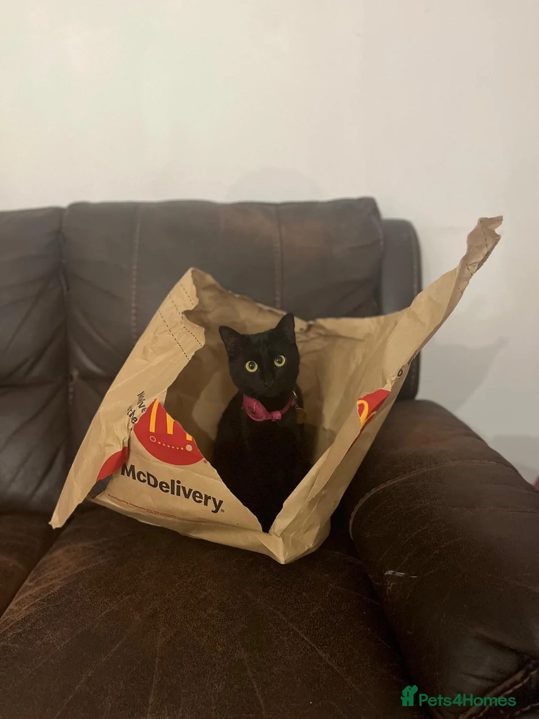 Domestic Shorthair cats for sale: Wendy - Black Cat 🐈‍⬛ - Advert 2