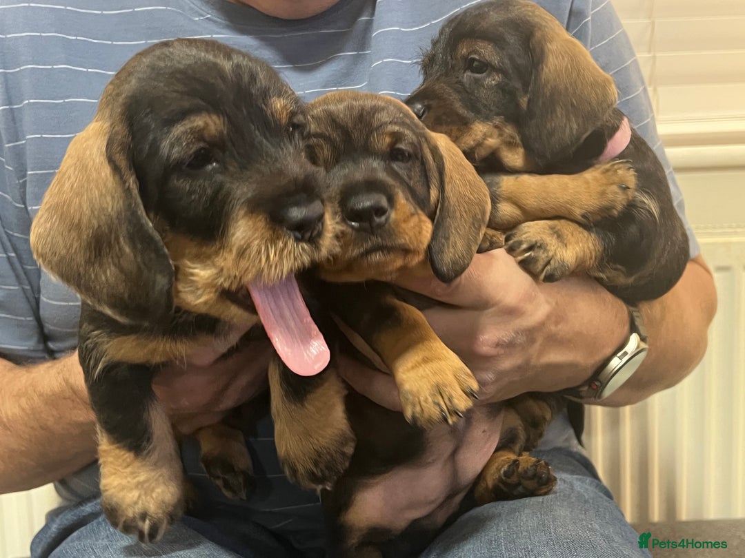 Dachshund dogs for sale: Wire haired Dachshund Teckel Puppies - Advert 3