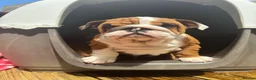 English Bulldog dogs for sale: Beautifully bred English bulldogs  - Advert 4