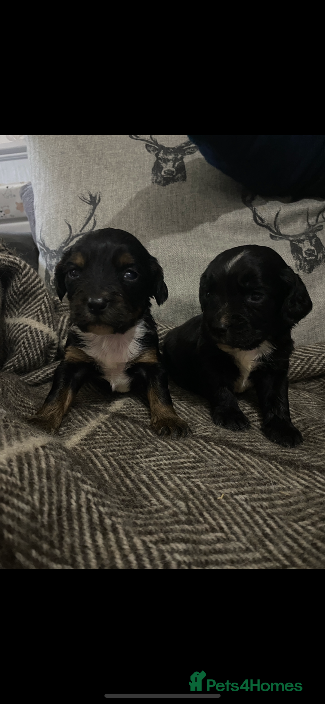 Cocker Spaniel dogs for sale: Cocker spaniel puppies for sale  - Advert 6