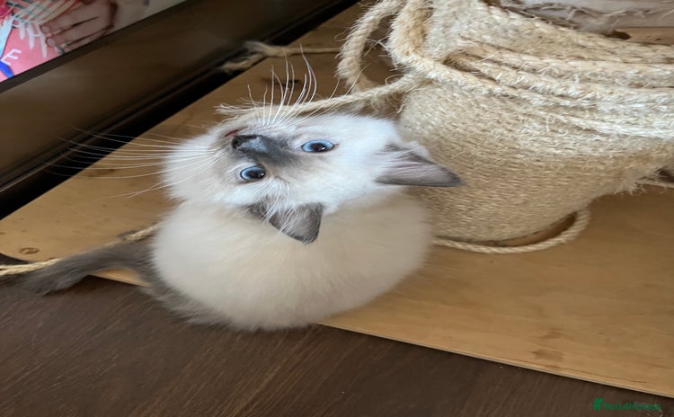 Ragdoll cats - Advert 8