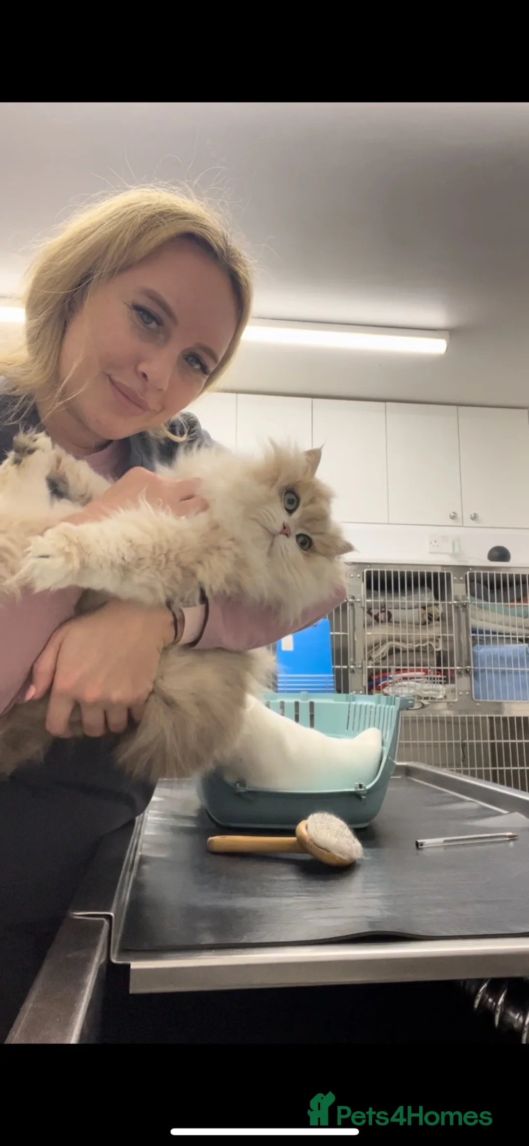 British Longhair cats for sale: Vet bred teddybear lap cats gccf - Advert 2