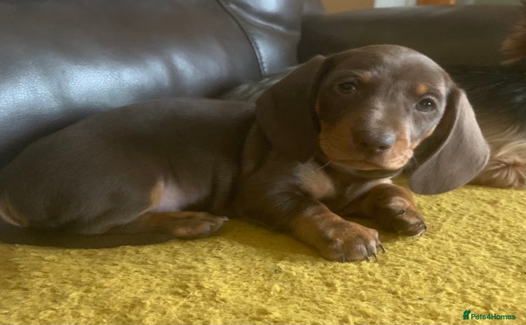 Miniature Dachshund dogs - Advert 2