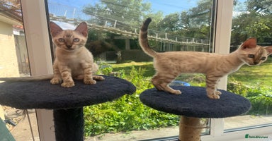 Bengal cats - Advert 15