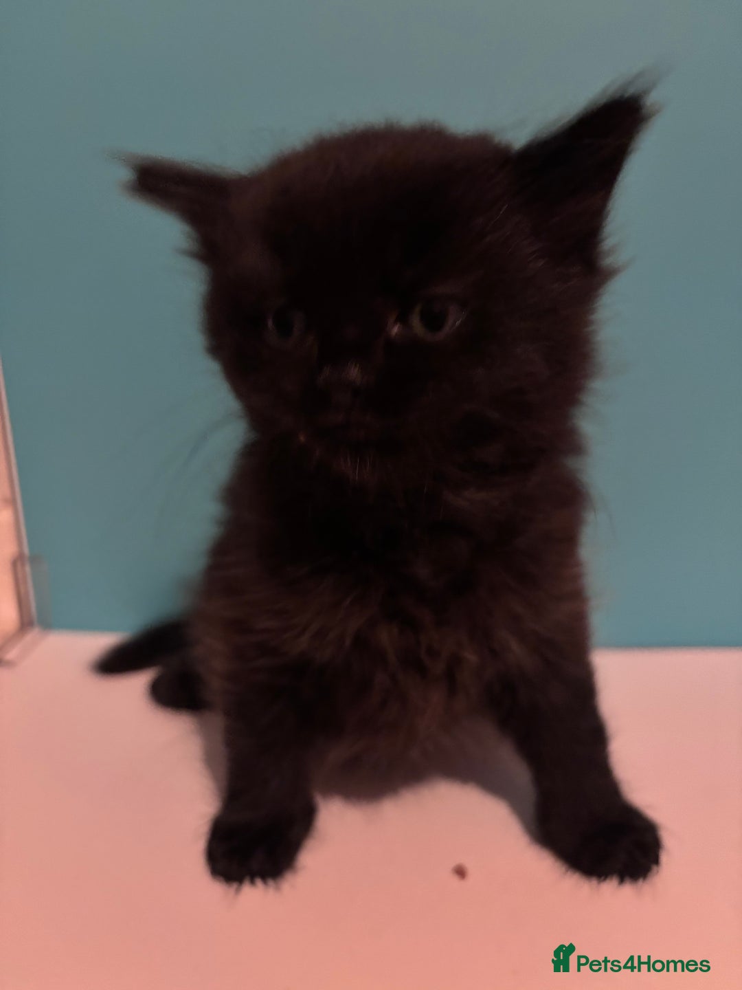 Mixed Breed cats for sale: Kittens  - Advert 3