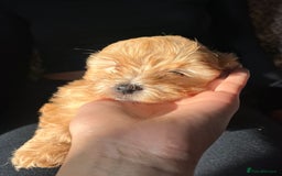 Maltipoo dogs for sale: 2 beautiful playful & lovely Maltipoo boys  - Image 20
