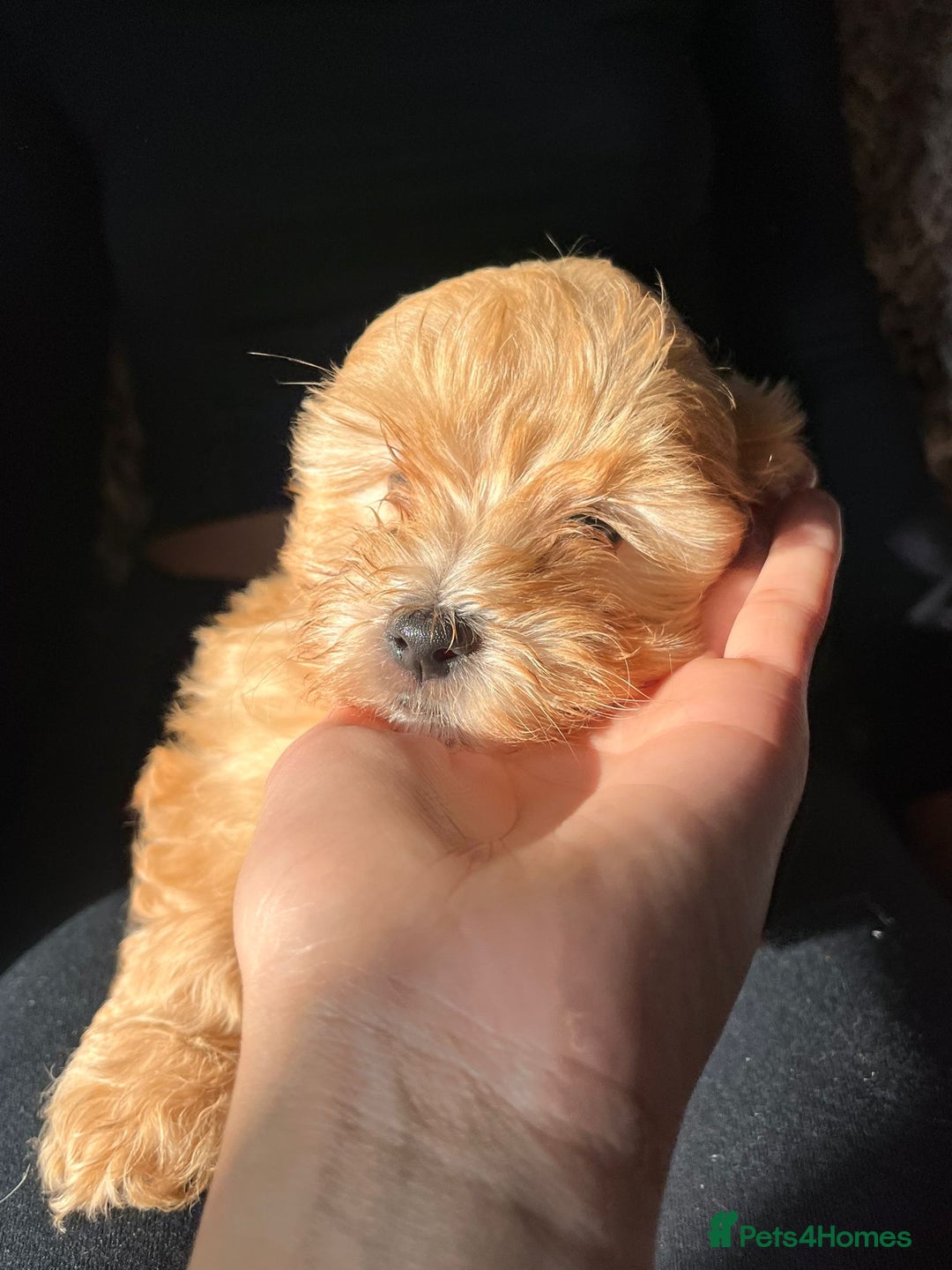 Maltipoo dogs for sale: 2 beautiful playful & lovely Maltipoo boys  - Image 20