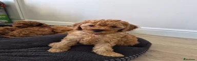 Miniature Poodle 4 - Purple