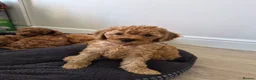 Miniature Poodle dogs for sale: Beautiful KC Registered Miniature Poodle Puppies  in Mirfield - Advert 10