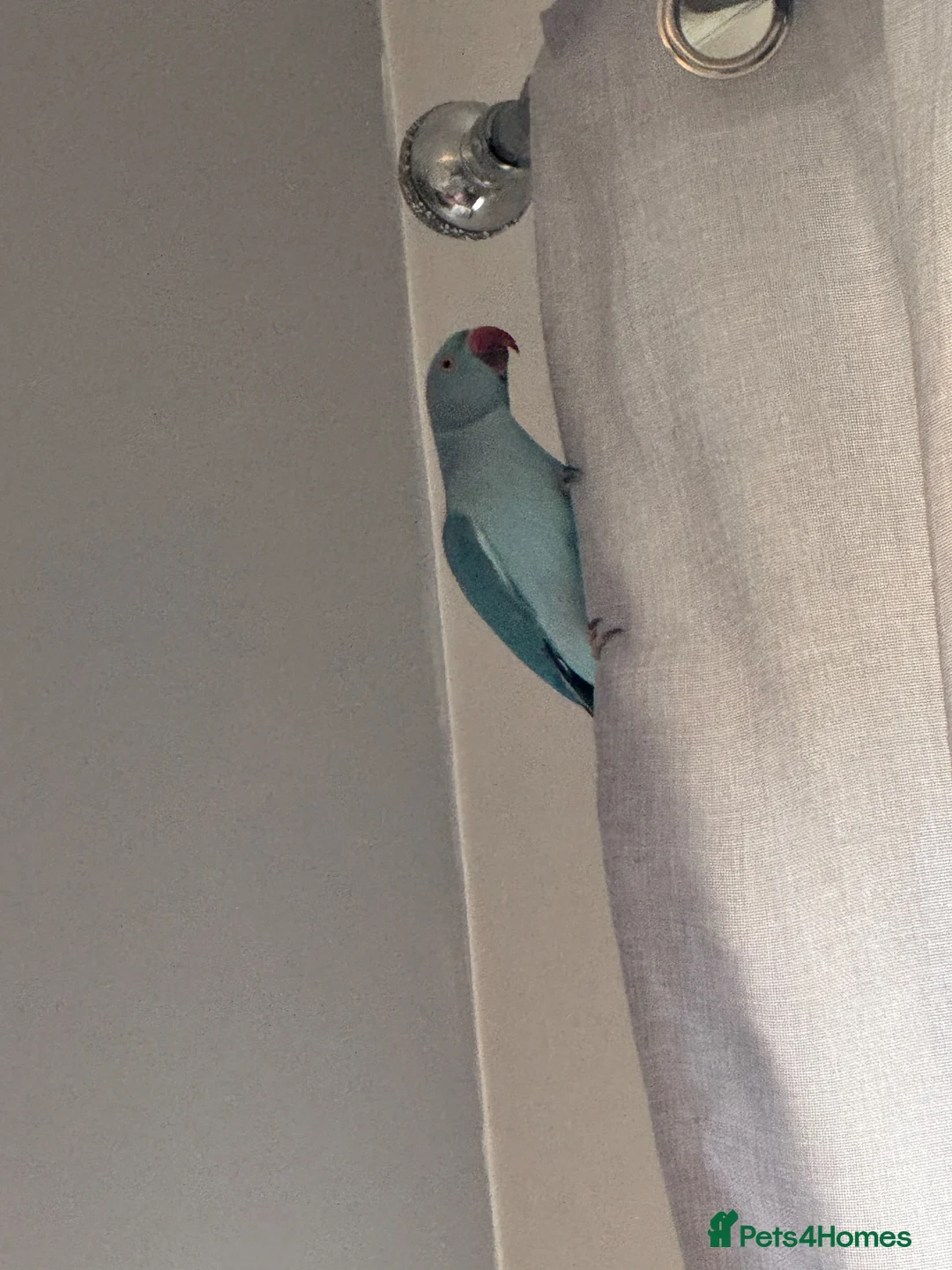 Ringnecks birds for sale: Male IRN - Advert 2