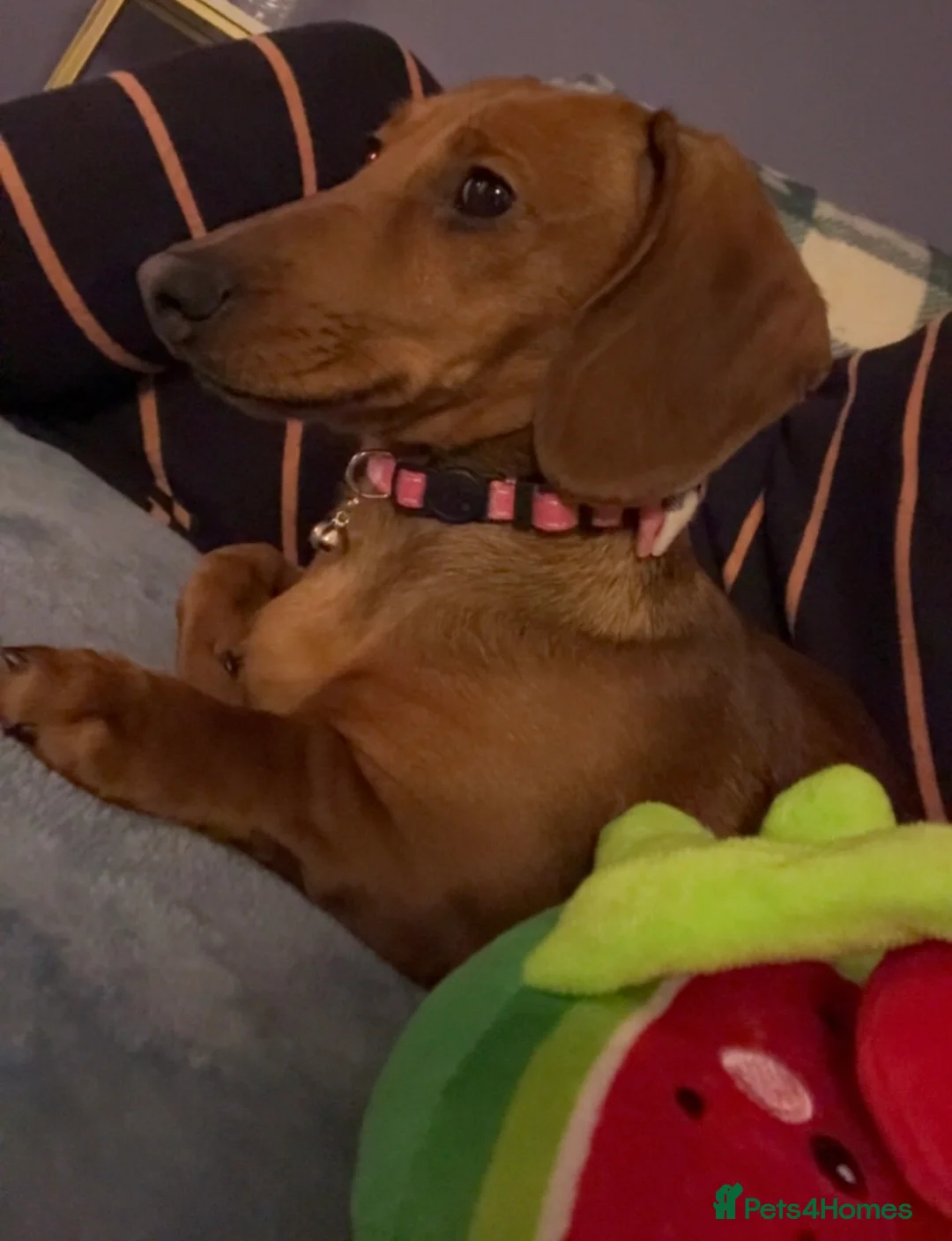 Dachshund dogs for sale: Short haired miniature dachshund puppy - Advert 3