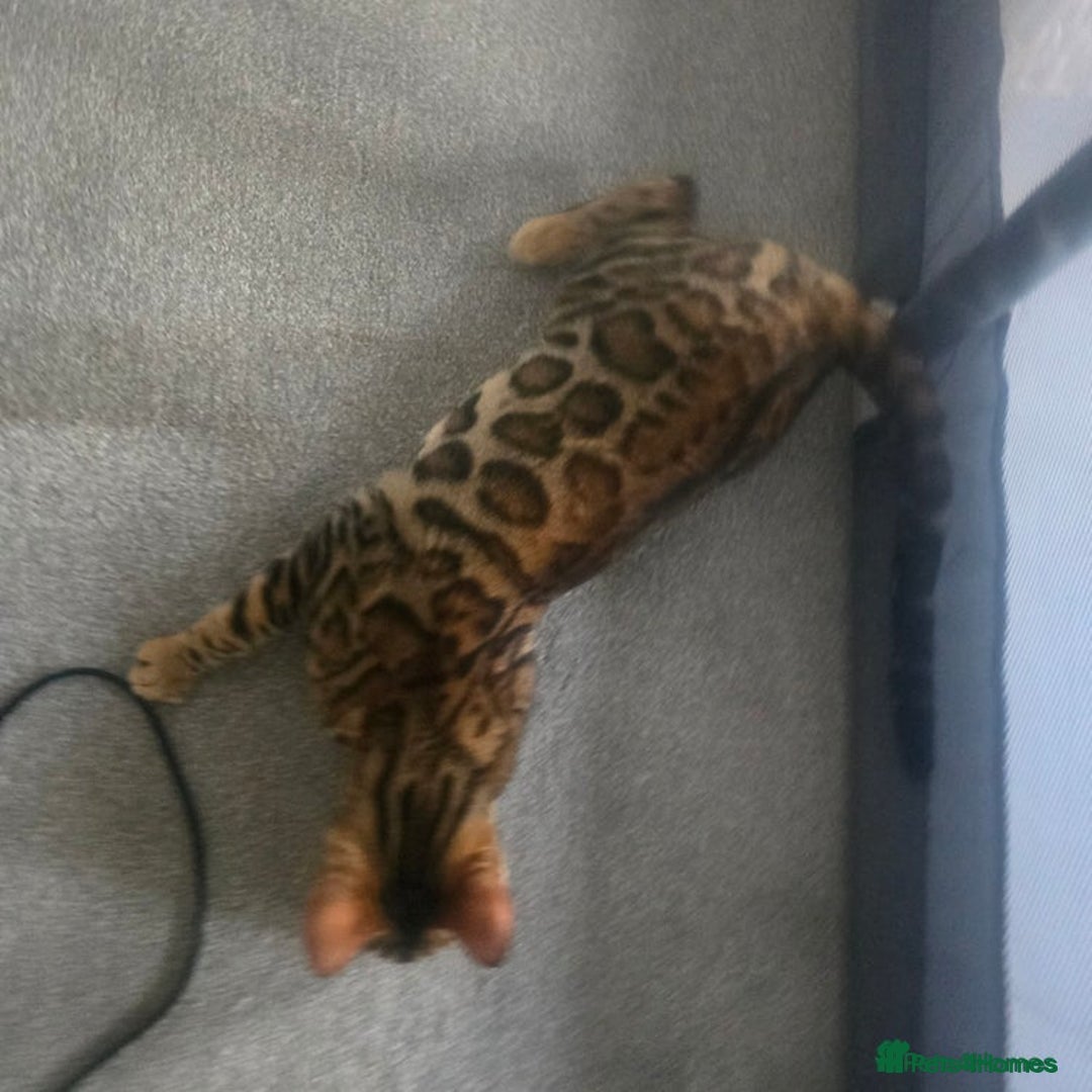 Bengal cats for sale: SBT TICA F5 Bengal Queen-Must Be Rehomed by March  - Advert 16