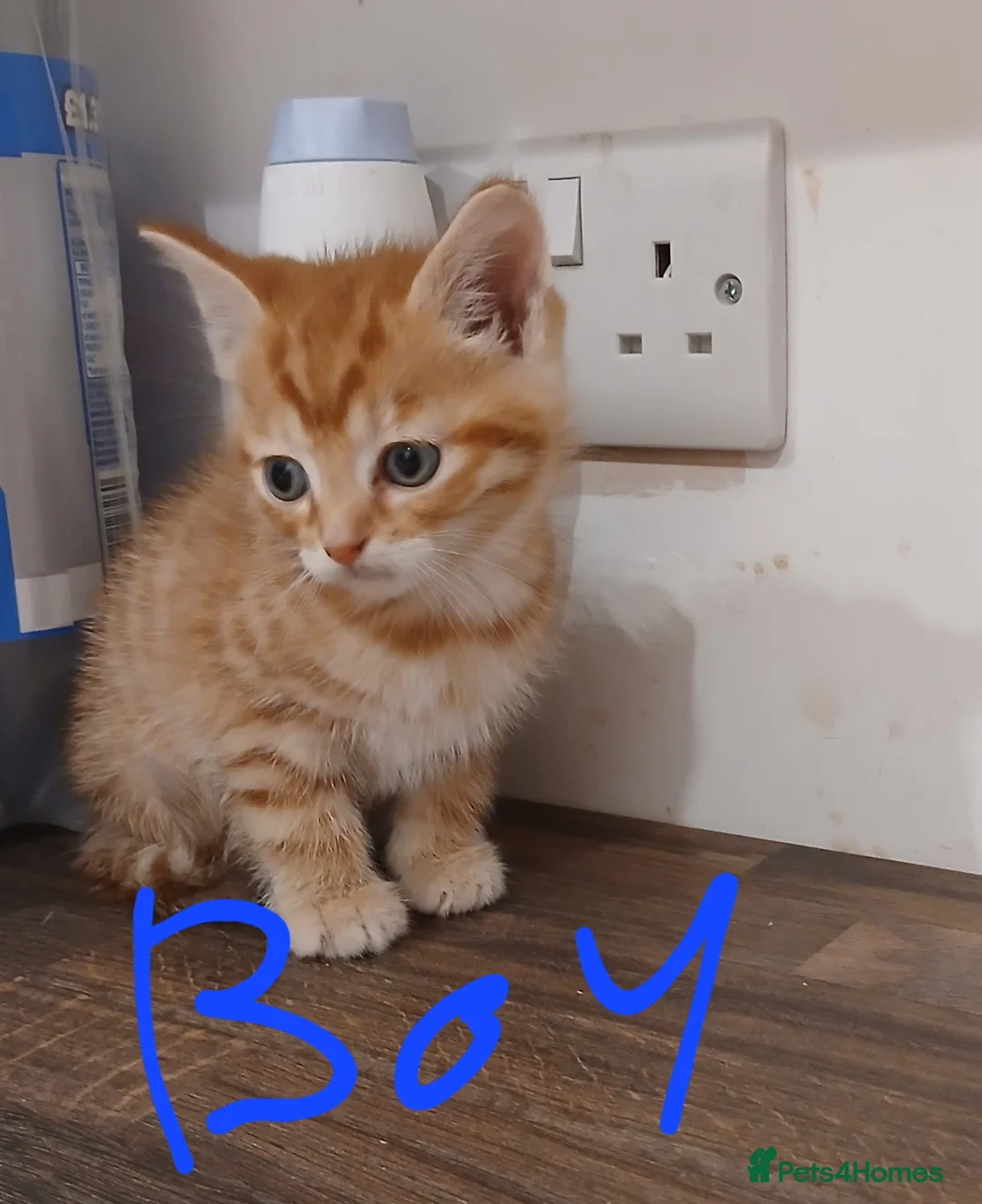 Mixed Breed cats for sale: 4 adorable kittens looking for new homes - Advert 5