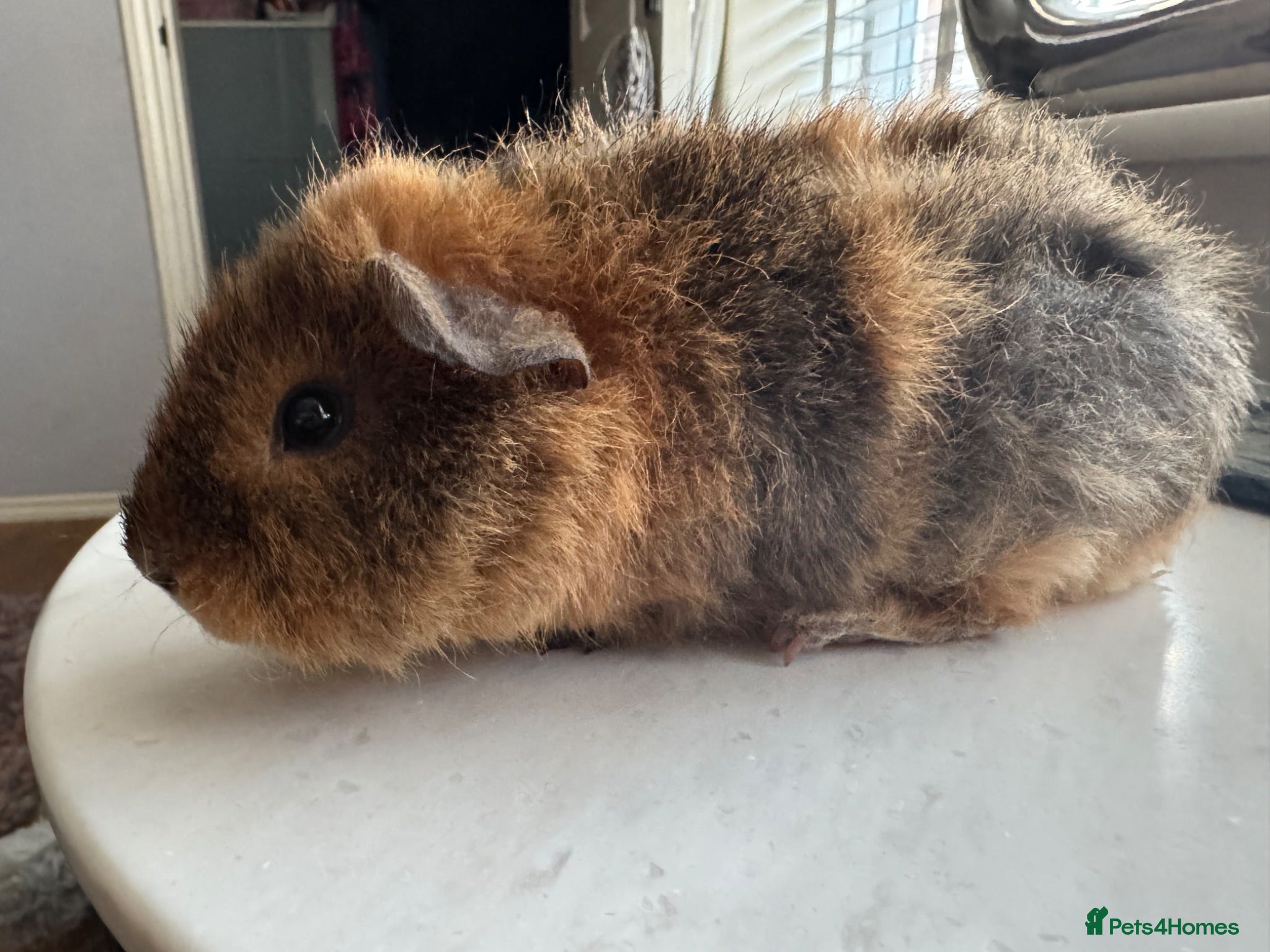 Guinea Pig rodents Rex and Abyssinian male guinea pigs - Advert 10