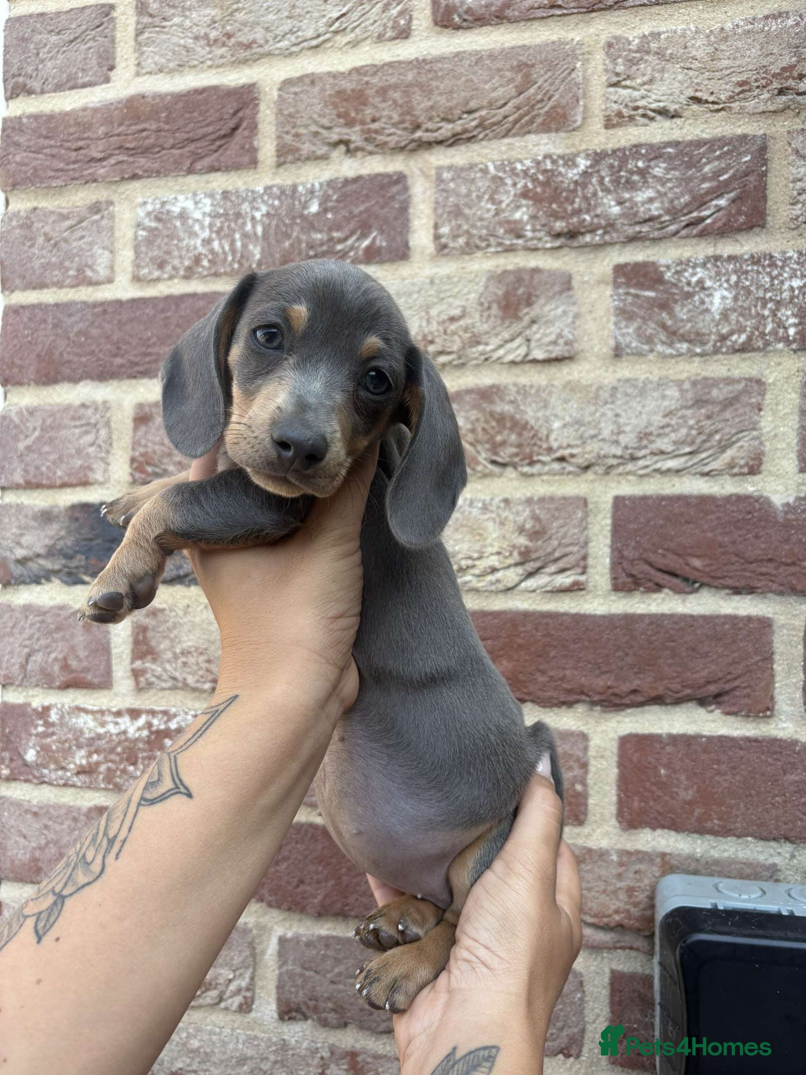 Mixed Breed dogs Patterjack x daxies  - Advert 1