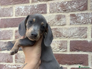 Mixed Breed dogs - Advert 1