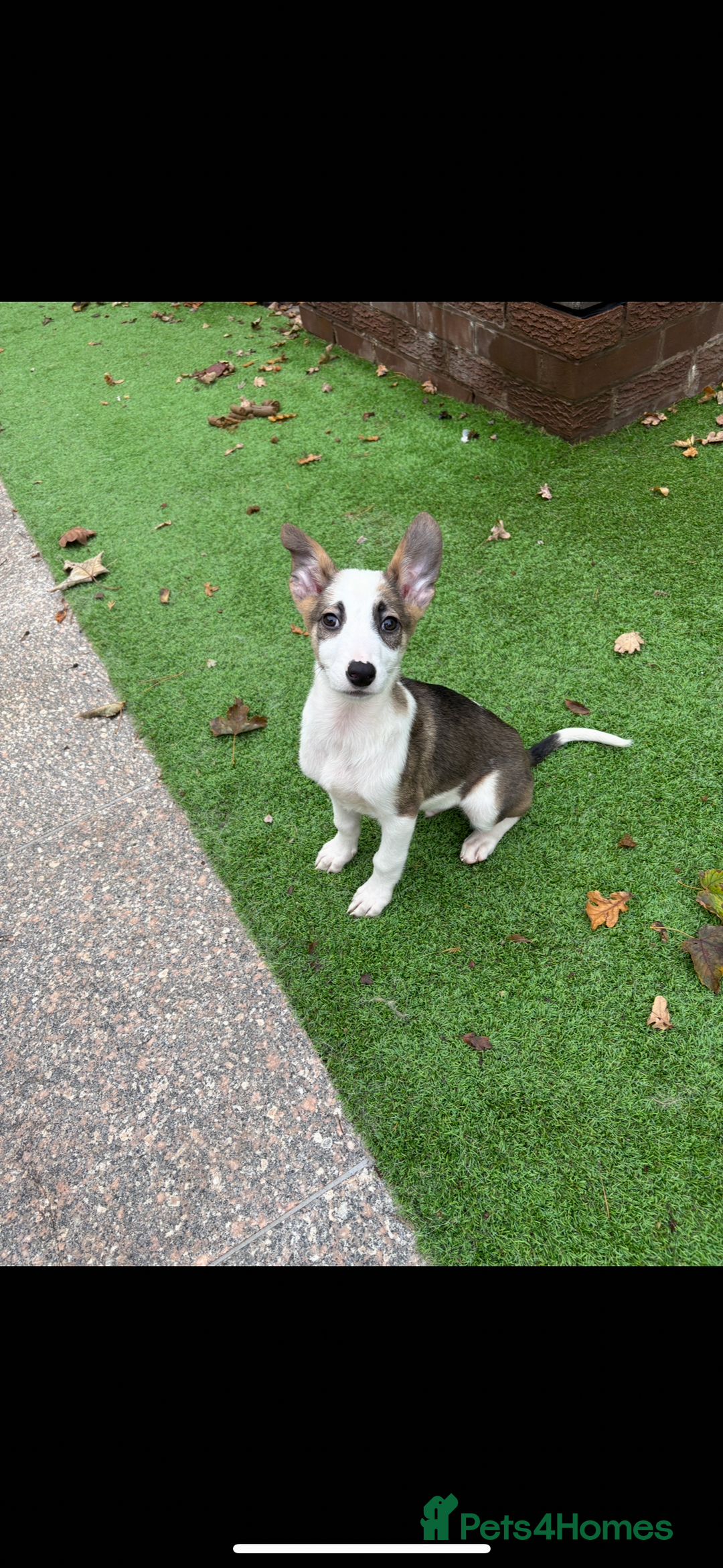 Mixed Breed dogs for sale: Cute puppy is looking for his forever home - Advert 3