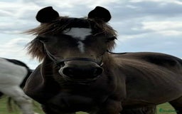 Irish Sports horses for sale: Beautiful Yearling Filly - Image 2