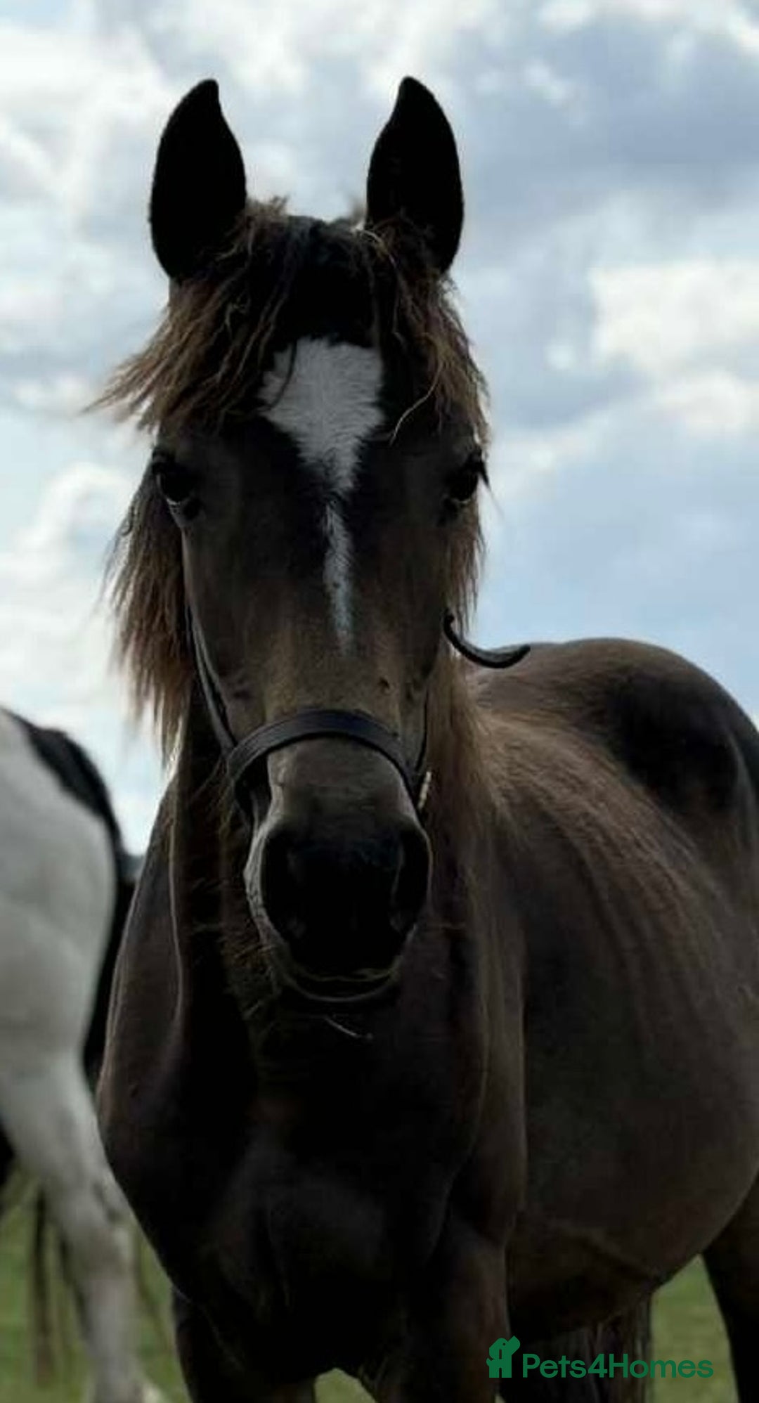 Irish Sports horses for sale: Beautiful Yearling Filly - Image 2
