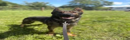 German Shepherd dogs for sale: Male German Shepherd  - Advert 2