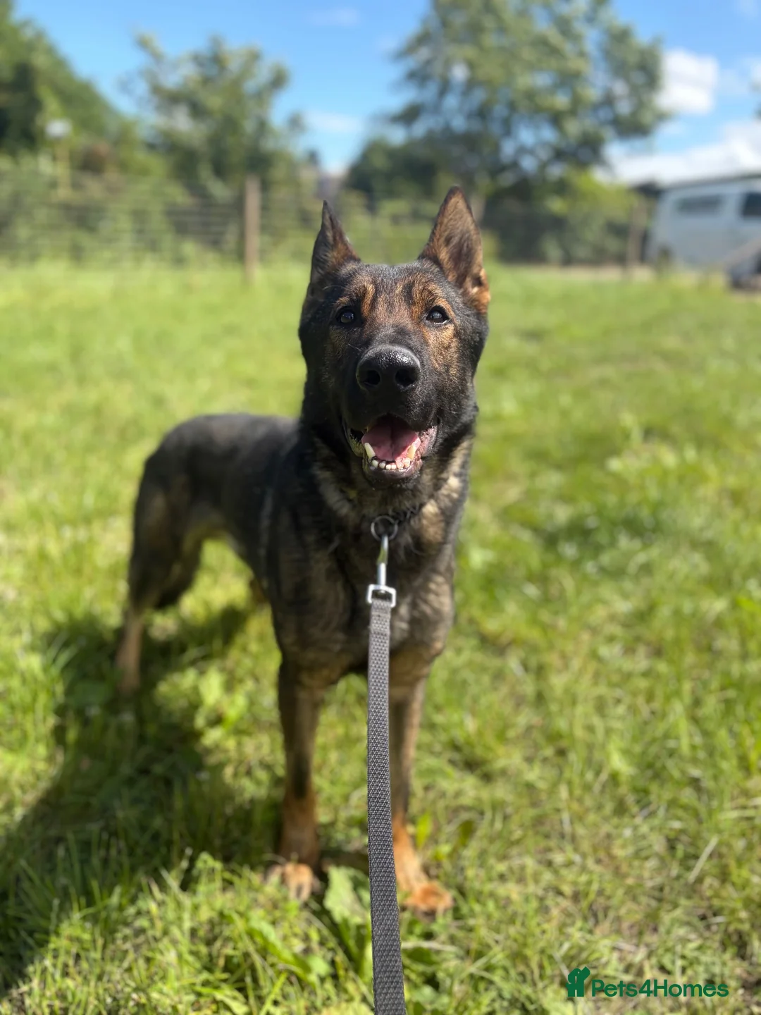 German Shepherd dogs for sale: Male German Shepherd  - Advert 2