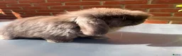 Mini Lop rabbits for sale: Chocolate Mini Lop Buck  - Advert 1