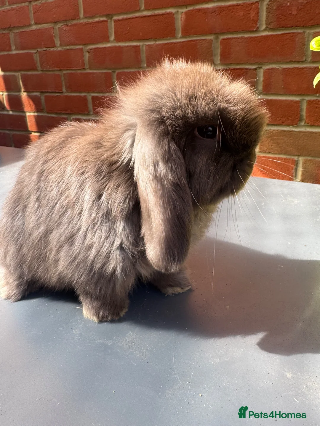 Mini Lop rabbits for sale: Chocolate Mini Lop Buck  - Advert 1