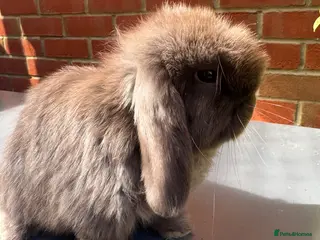 Mini Lop rabbits Chocolate Mini Lop Buck - Advert 1