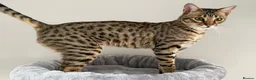 Savannah cats for sale: Sittingpretty Squealer F5 SBT Savannah female - Advert 7