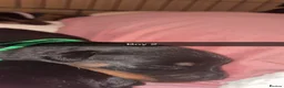 Rottweiler dogs for sale: 3 week old ready for deposit Rottweiler puppy’s  - Advert 6