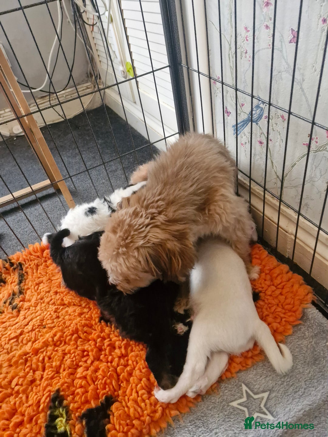 Mixed Breed dogs for sale: Stunning maltipoo x pug baby  - Advert 2