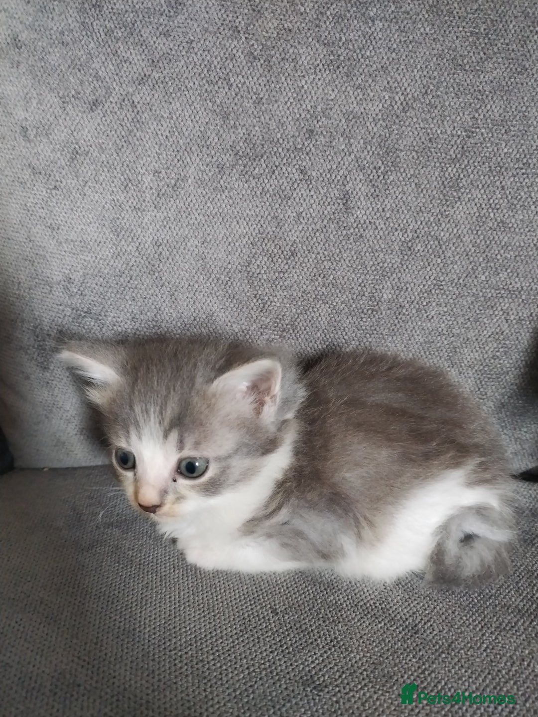 Mixed Breed cats for sale: 4 beautiful kittens ready for their forever home - Advert 3