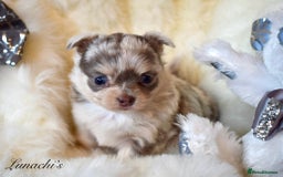 Chihuahua dogs for sale: Stunning long coat chihuahua puppies - Image 17