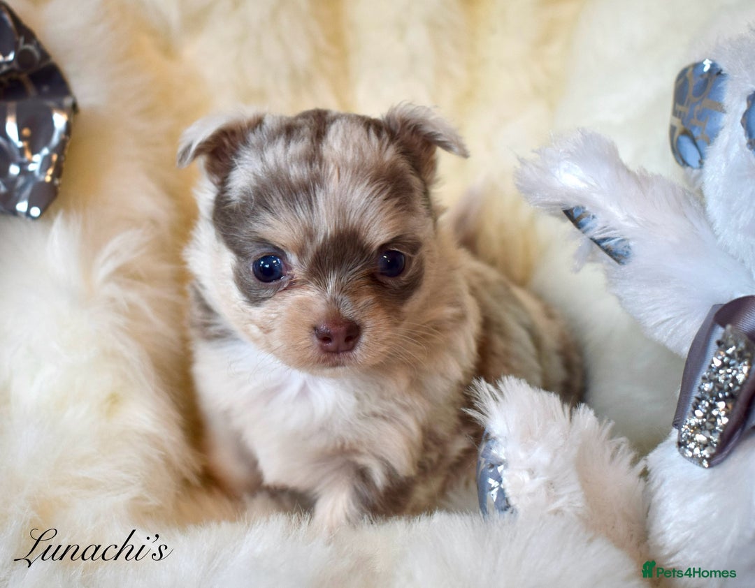 Chihuahua dogs for sale: Stunning long coat chihuahua puppies - Image 17
