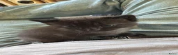Mixed Breed cats for sale: Two kitten for sale  in Holyhead - Advert 4