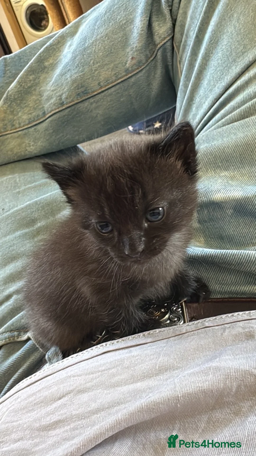 Mixed Breed cats for sale: Two kitten for sale  in Holyhead - Advert 4