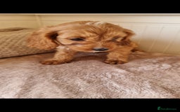 Cavapoo dogs for sale: Gorgeous Cavapoos ready for the perfect home 💖🏡 - Image 5
