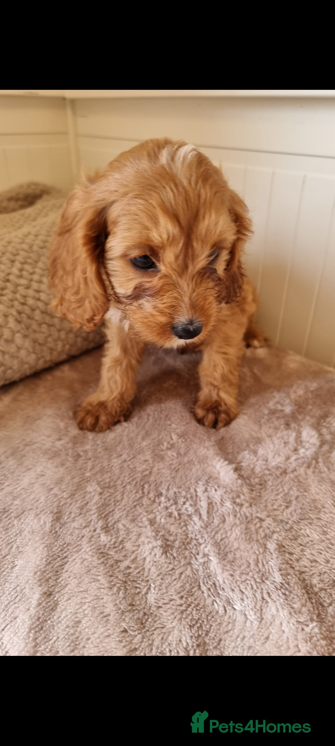 Cavapoo dogs for sale: Gorgeous Cavapoos ready for the perfect home 💖🏡 - Image 5