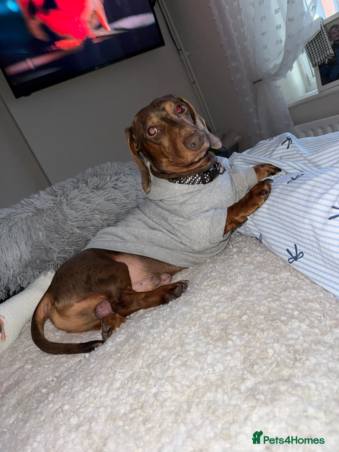 Dachshund dogs for sale: Dachshund puppy’s for sale - Advert 2