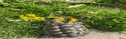 Tortoise reptiles for sale: Spur thigh  in Clacton-on-Sea - Advert 4