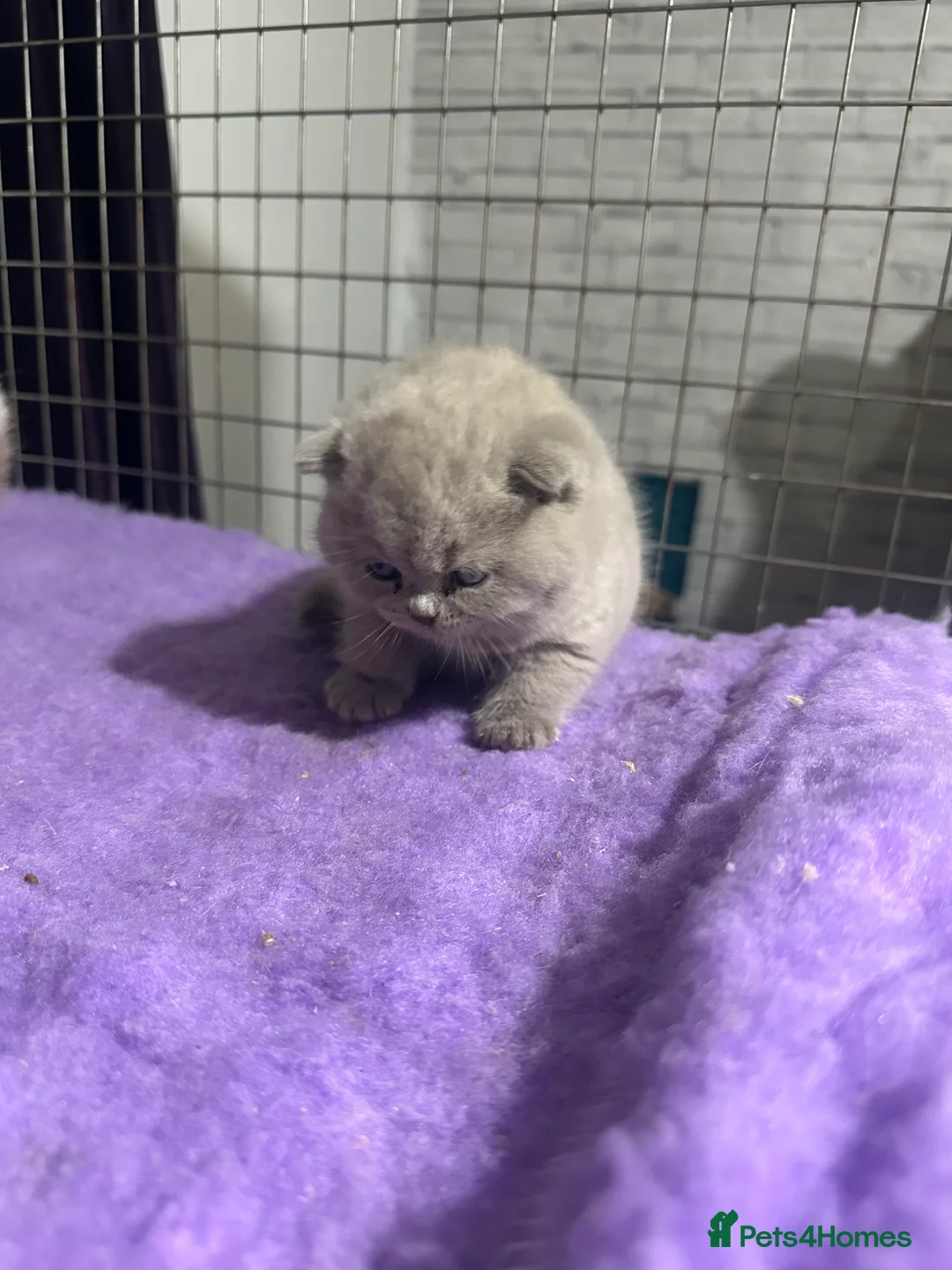British Shorthair cats for sale: Top pedigree British shorthair chunky kittens  - Advert 7