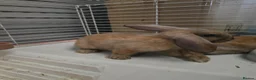 Mini Lop rabbits for sale: Mini lop in Milton Keynes - Advert 3
