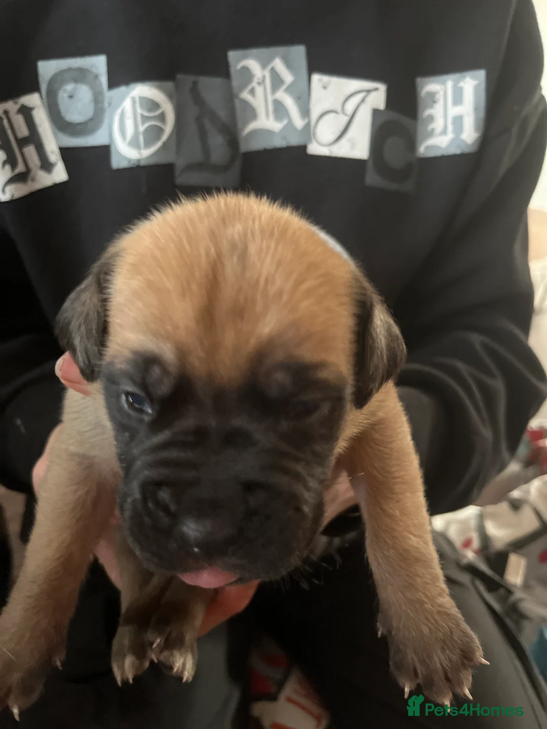 Dogue De Bordeaux dogs for sale: Dogue de Bordeaux puppies - Advert 19