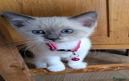 Ragamese cats for sale: 🐾💎Ragdoll X Siamese (Ragamese) Kittens💎🐾 - Image 10