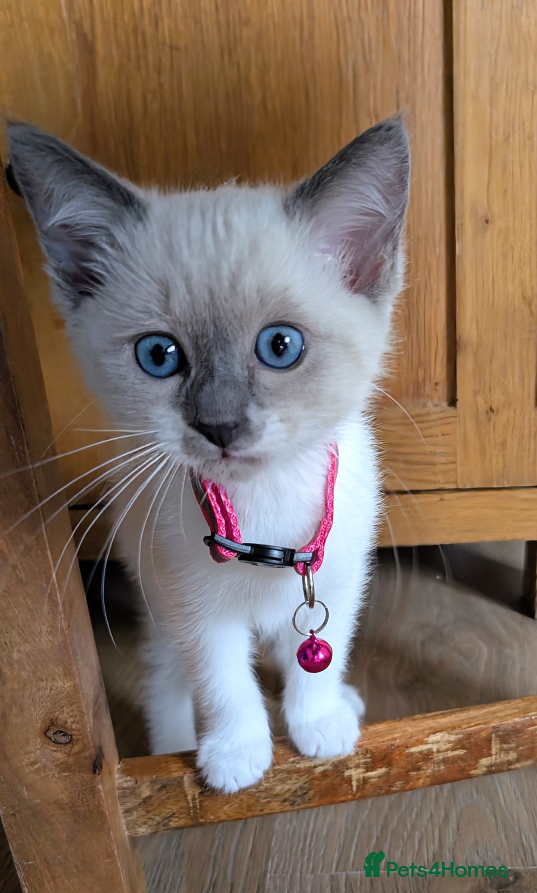 Ragamese cats for sale: 🐾💎Ragdoll X Siamese (Ragamese) Kittens💎🐾 - Image 10