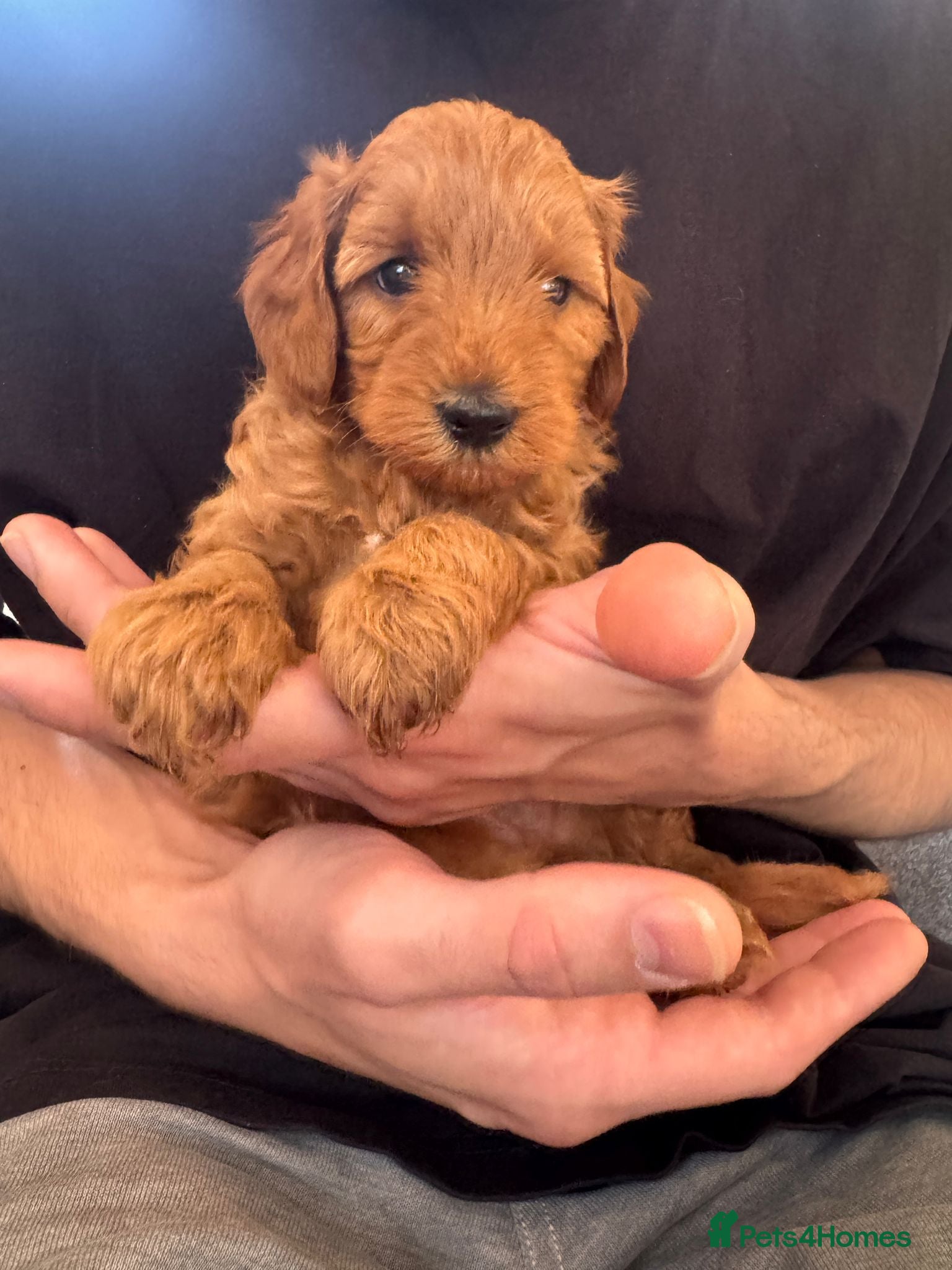 Mini Goldendoodle dogs 🌟Gorgeous Mini Goldendoodles🌟 - Advert 2